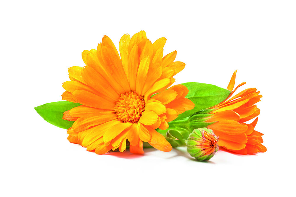 Die Ringelblume ist eine beliebte Heilpflanze, u. a. mit entzündungshemmender Wirkung